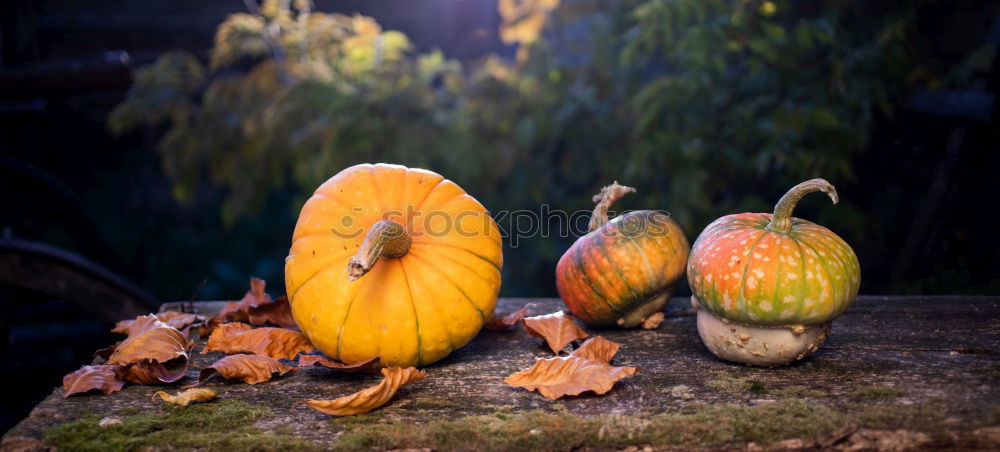 Similar – Image, Stock Photo Chestnuts Quinces Physalis