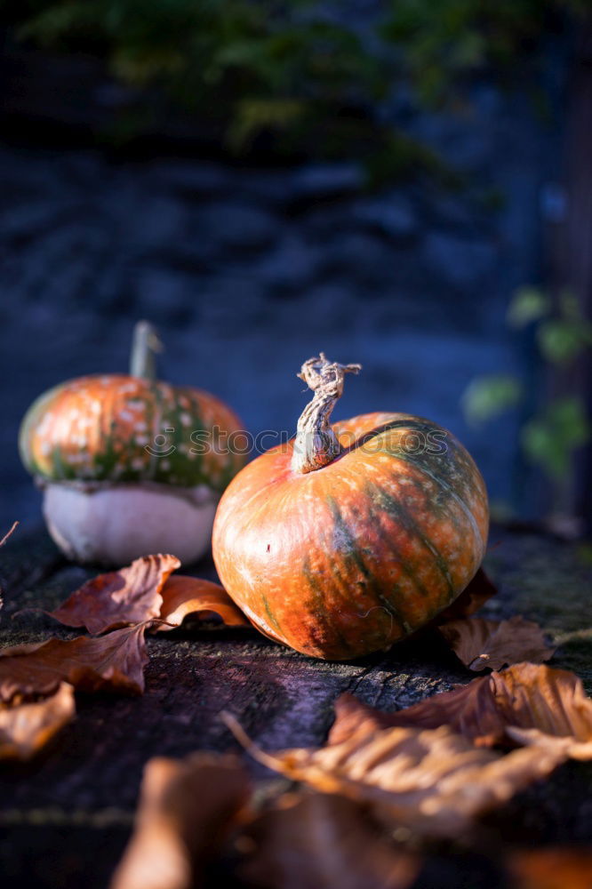 Image, Stock Photo Pumpking with a stone wall background