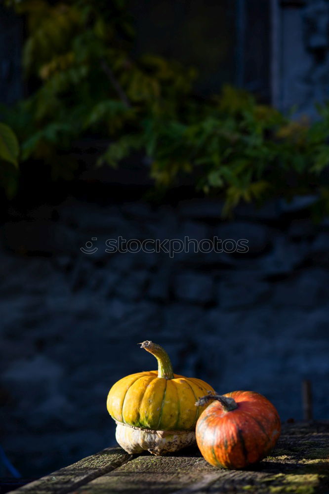 Similar – Image, Stock Photo Pumpking with a stone wall background