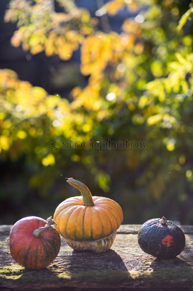 Similar – Chestnuts Physalis Quince