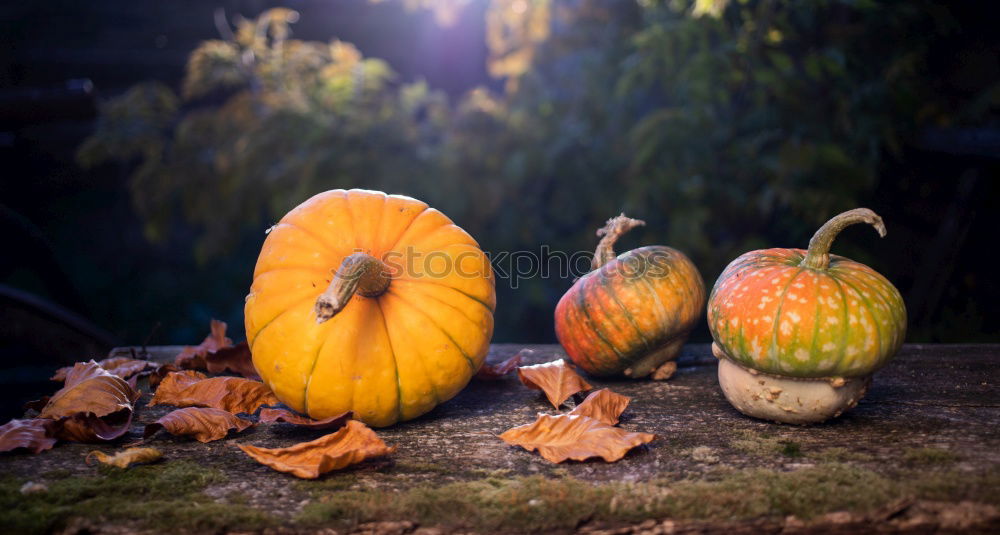 Similar – Image, Stock Photo Fallen fruit in the autumn garden