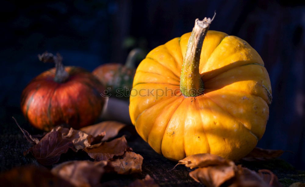 Similar – Foto Bild Kürbis im Grünen Blatt