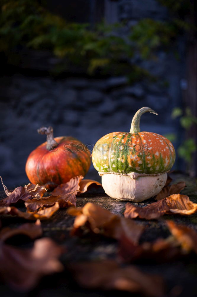 Similar – Image, Stock Photo Pumpking with a stone wall background