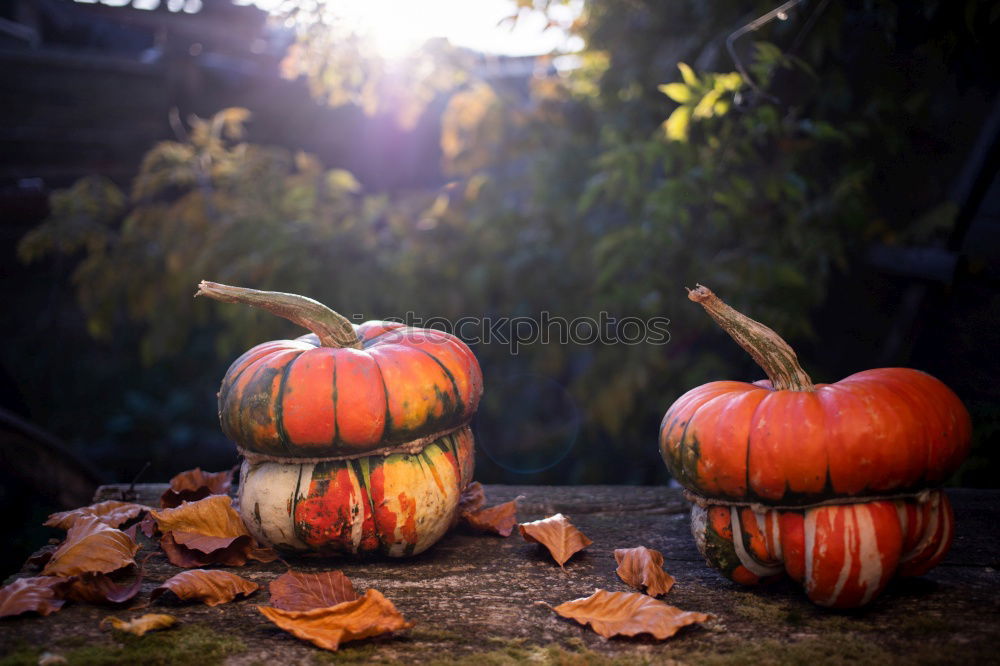 Similar – Image, Stock Photo Pumpking with a stone wall background