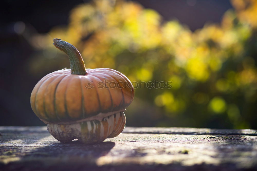 Similar – Image, Stock Photo Pumpking with a stone wall background