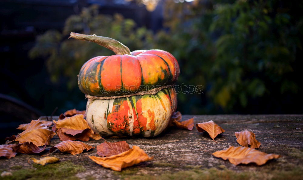Similar – Image, Stock Photo Pumpking with a stone wall background