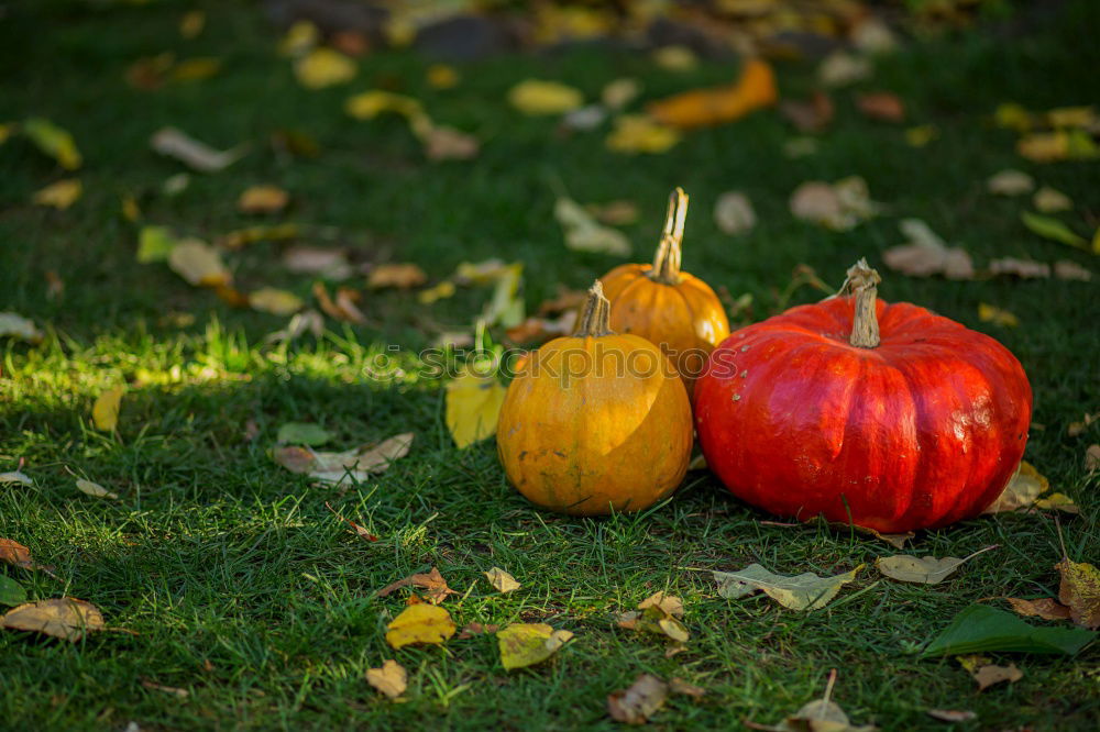Similar – Image, Stock Photo Chestnut shoes in autumn forest