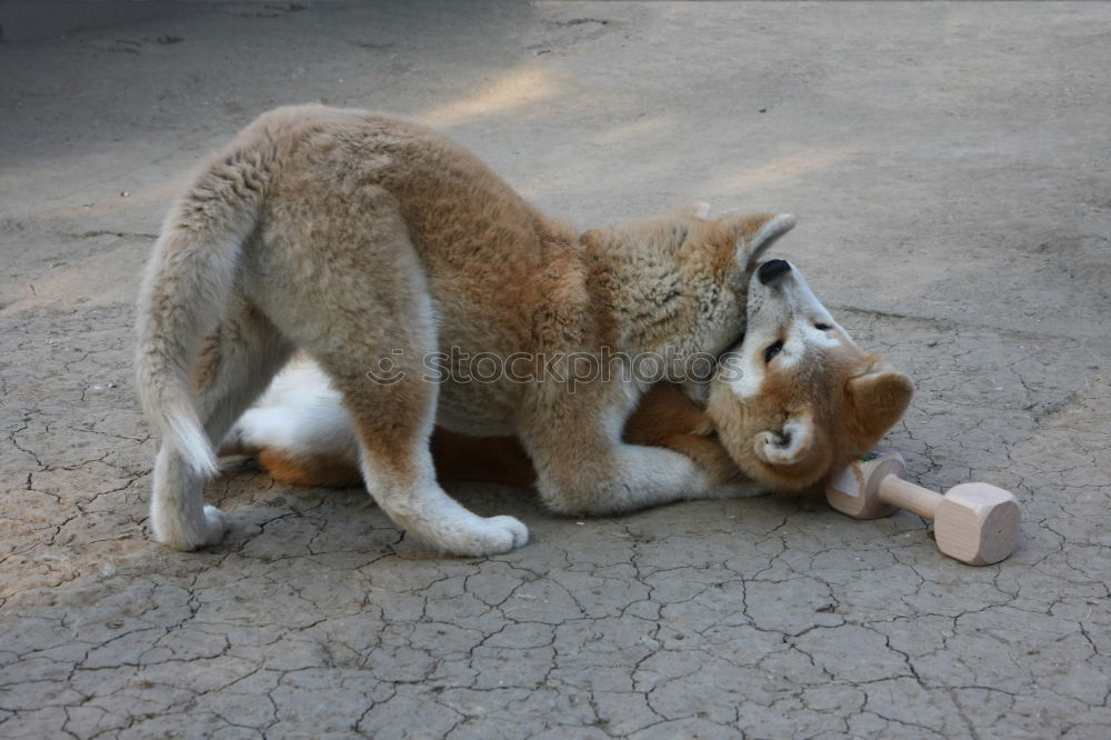 Similar – BIG EARS Large Animal