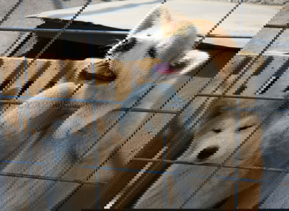 Similar – Foto Bild Hinter Gittern Mauer Zaun