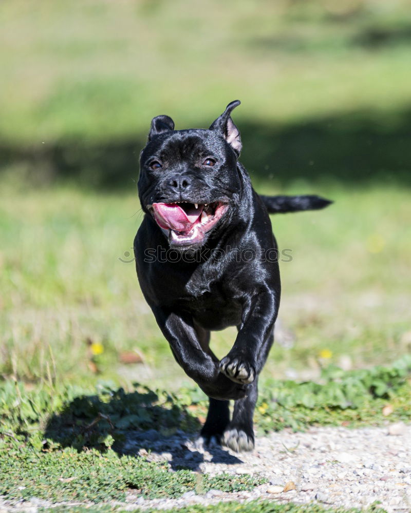 Similar – Image, Stock Photo flutter tube Hound Dog