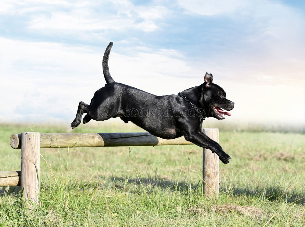 Racing dog Paula in action