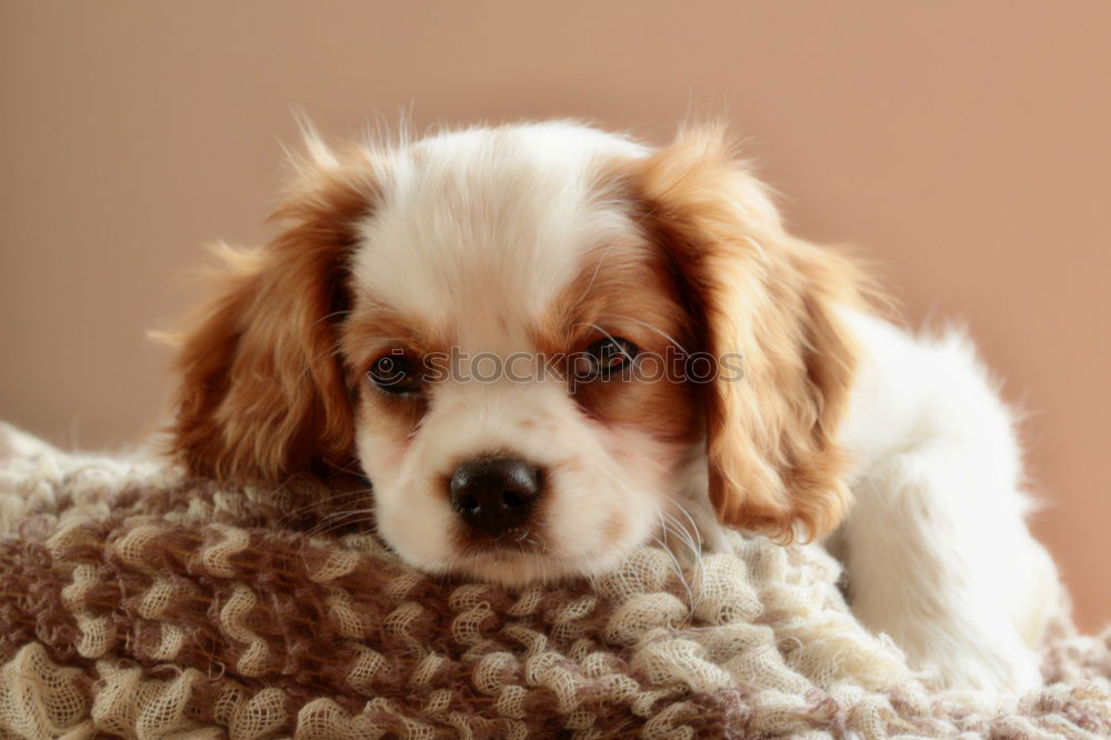 Similar – Image, Stock Photo ball of fur on carpet Pet