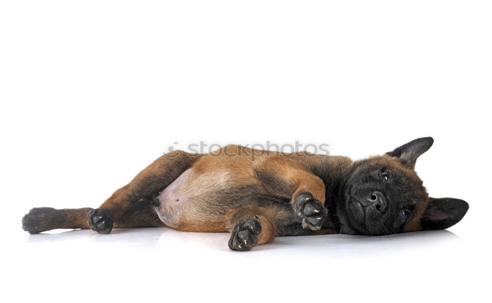 Similar – Sleeping Beauty Hund