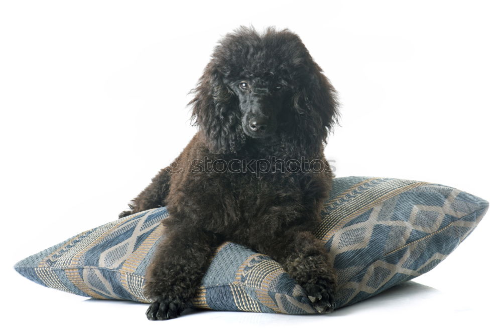 Image, Stock Photo Adorable cocker spaniel dog