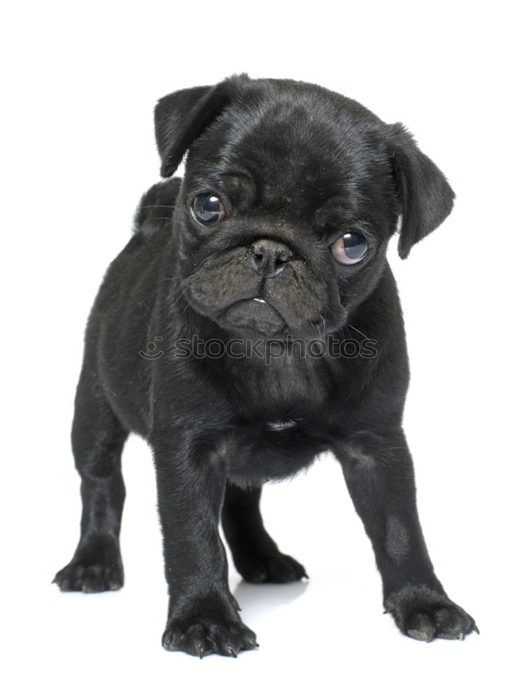 Similar – Cute and sad Pug Dog sitting