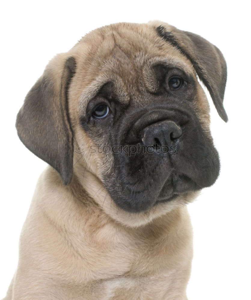 Similar – Image, Stock Photo Continental Bulldog “Cloud”