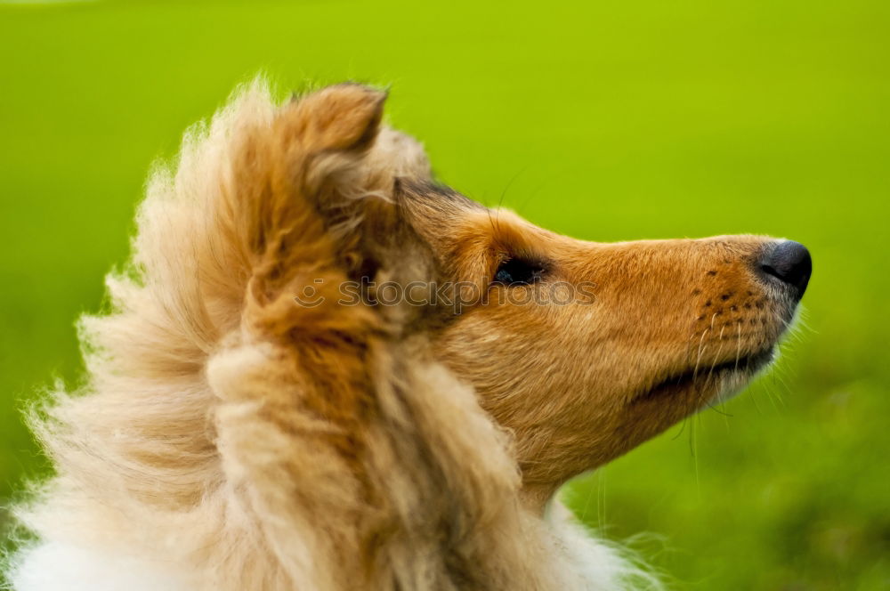 Image, Stock Photo cute puppy dog sitting in rough grass