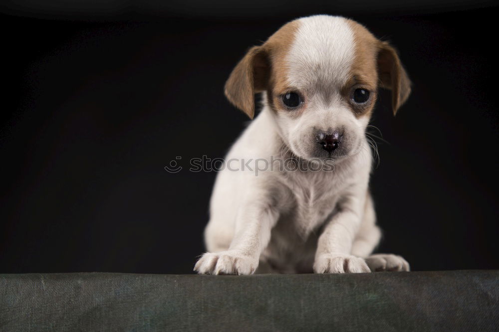 Similar – Image, Stock Photo Young Australian Shepherd puppy