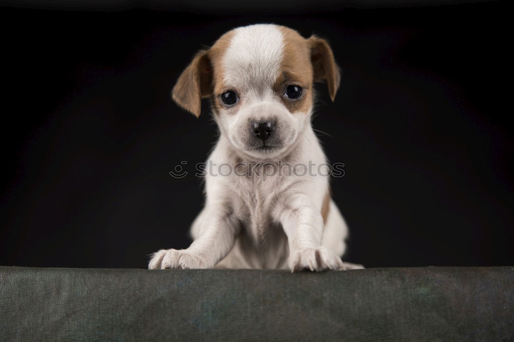 Similar – Image, Stock Photo Young Australian Shepherd puppy