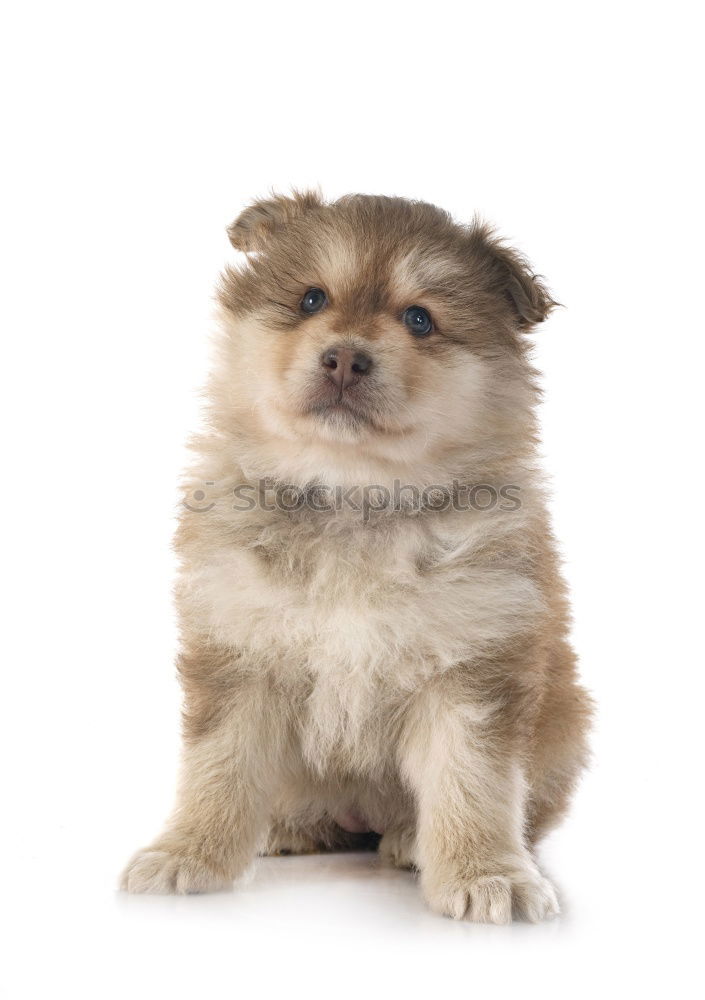 Similar – Image, Stock Photo wauzi Street Pet Dog 1