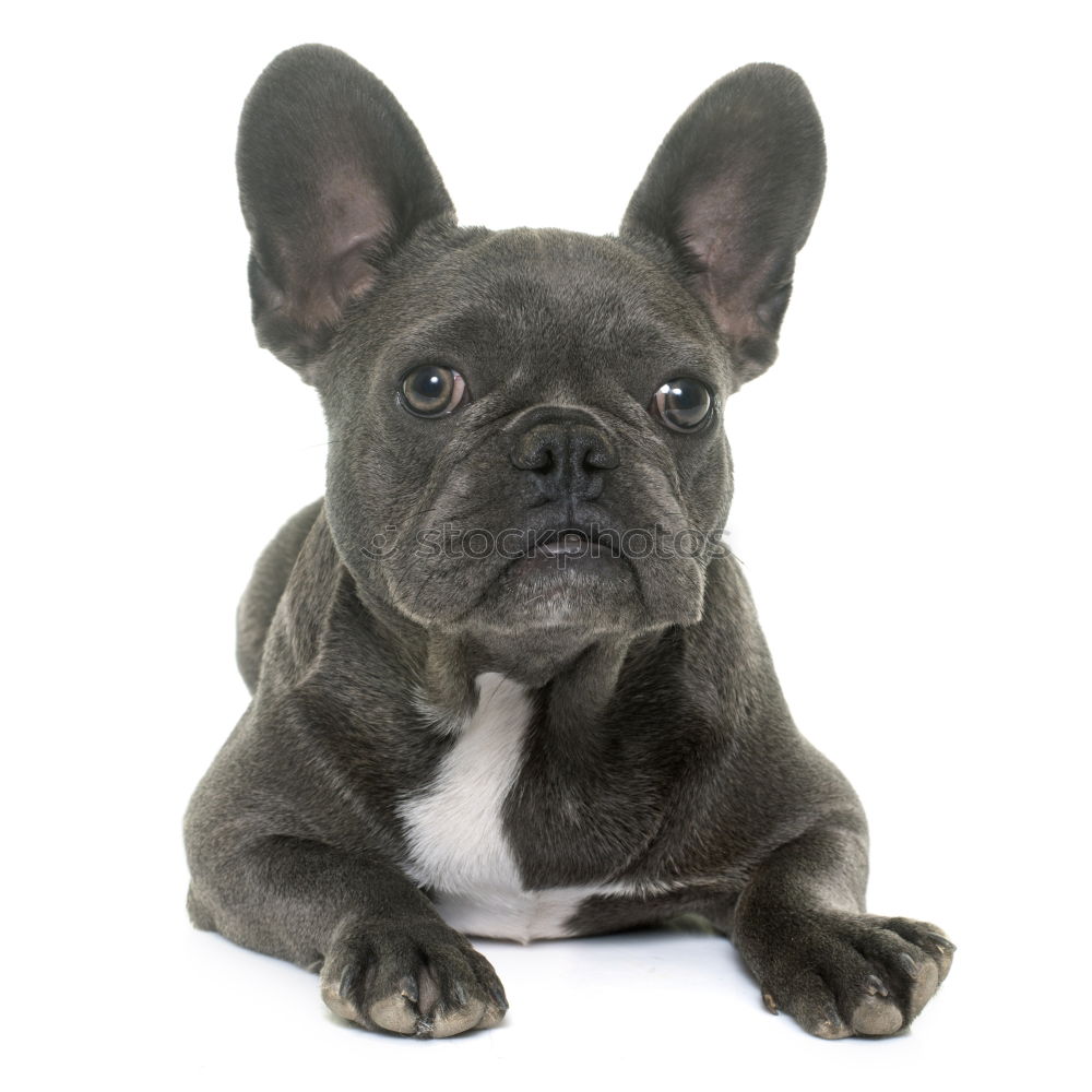 Boston Terrier Studio Portrait