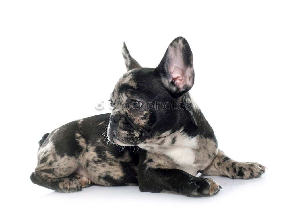 Similar – Boston Terrier Joy Pet Dog