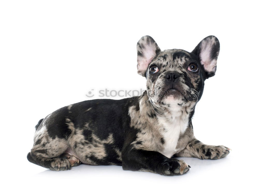 Similar – Image, Stock Photo doggie eyes