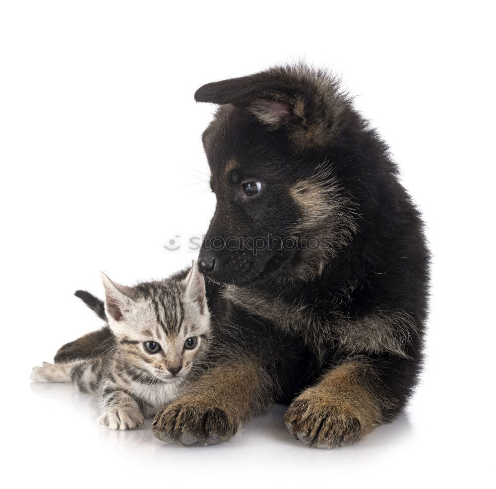 Similar – Cat & Dog Animal Pet