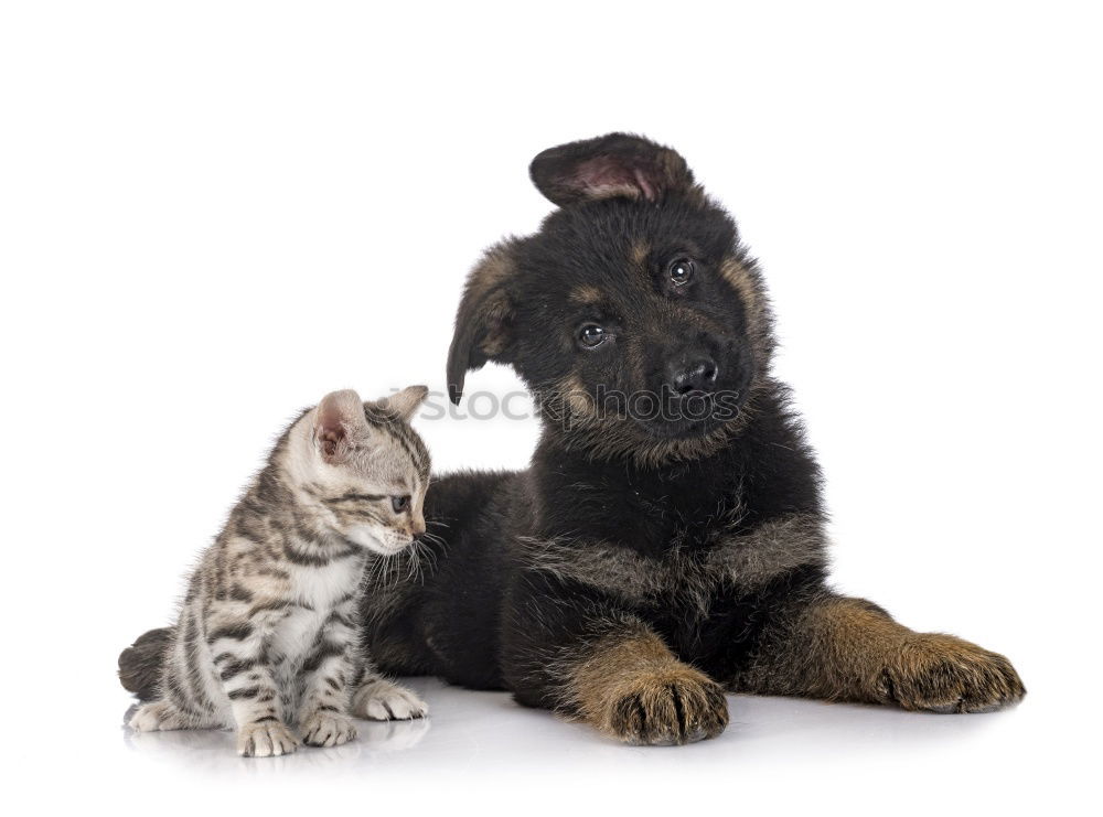 Similar – Cat & Dog Animal Pet