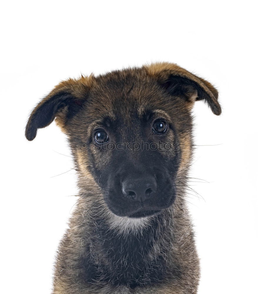 Similar – Image, Stock Photo Innocent Pet Dog Puppy 1