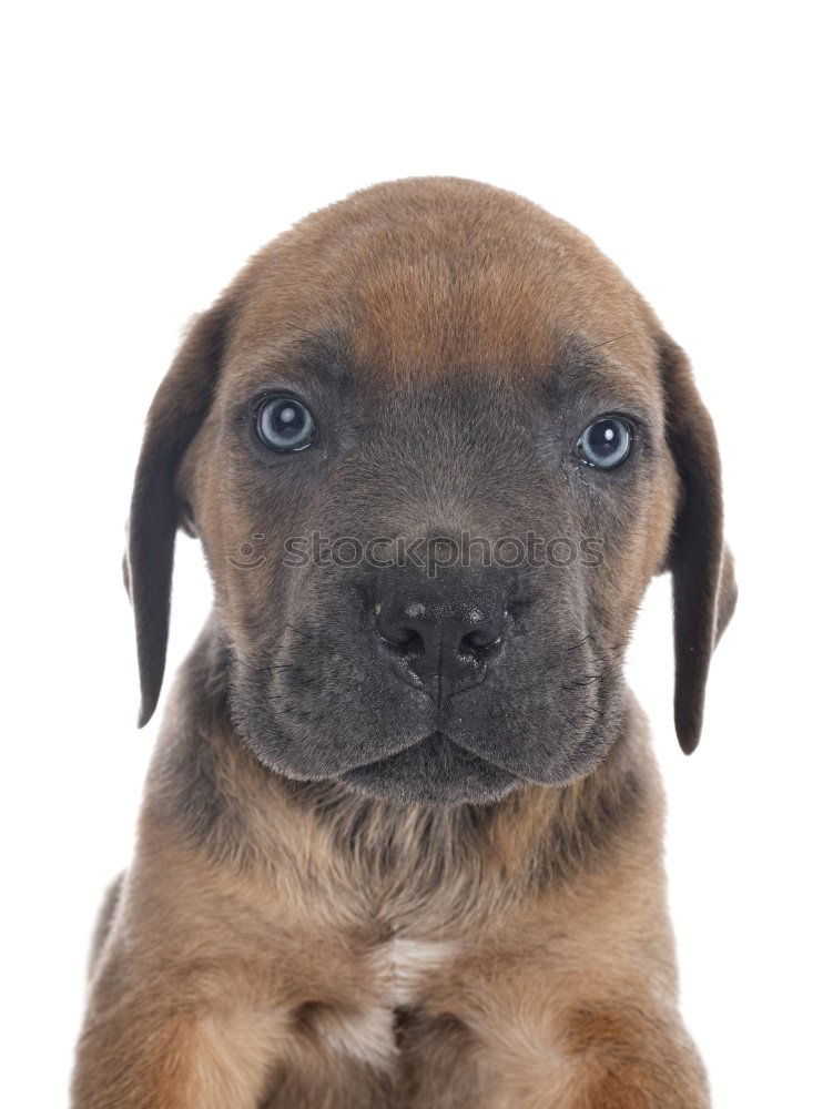 Similar – Foto Bild Paul Tier Haustier Hund