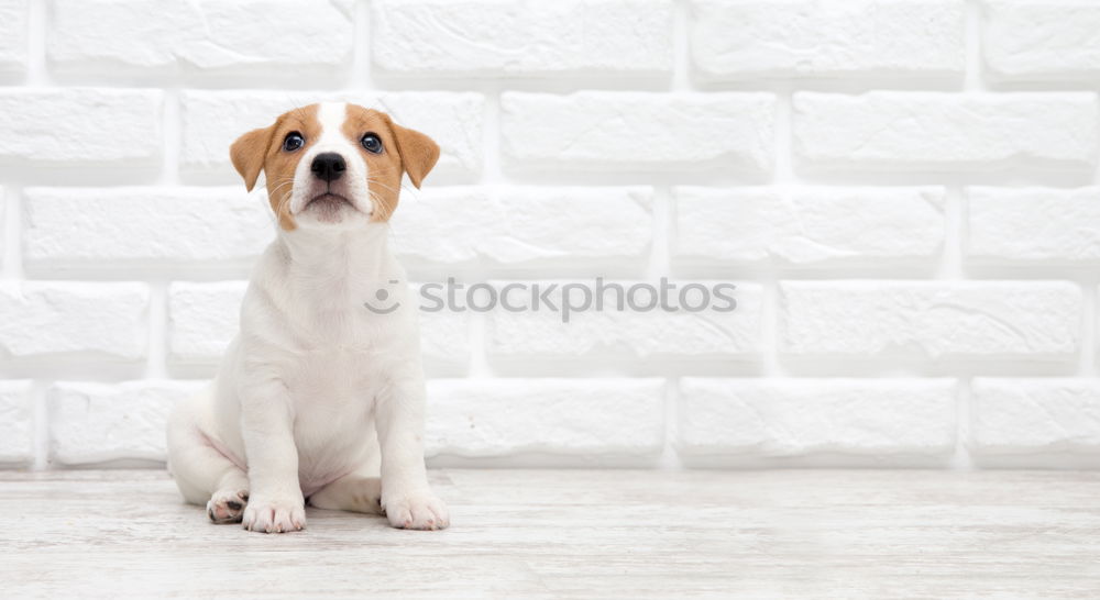 Similar – Image, Stock Photo cute young small white dog wearing a modern bowtie. Sitting on the wood floor and looking at the camera.White background. Pets indoors