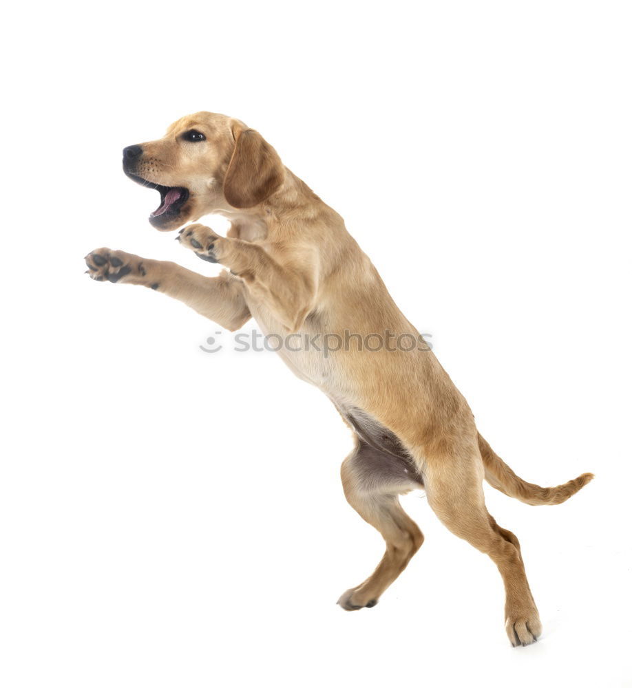 Similar – Image, Stock Photo shadow dog Dog Animal