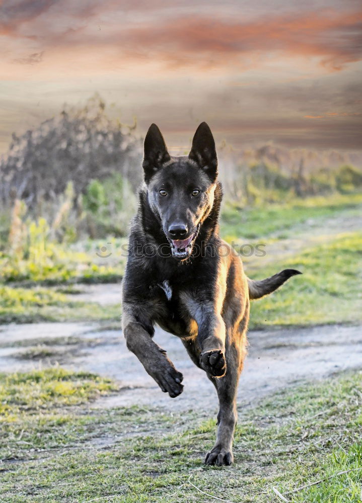 Similar – Image, Stock Photo Malinois Dog Play Jumping Running Outdoor In Park. Belgian Sheepdog Are Active, Intelligent, Friendly, Protective, Alert And Hard-working. Belgium, Chien De Berger Belge Dog