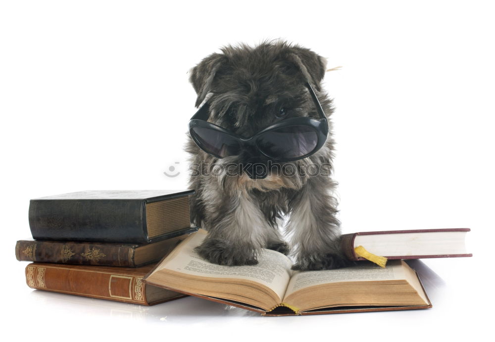 Similar – funny dog with glasses and a book on white background