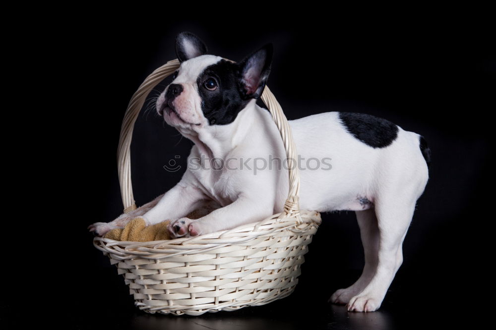 Similar – Image, Stock Photo Boston Terrier puppy on the way