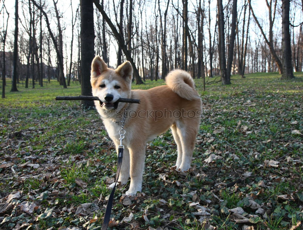 Similar – Cuckoo Dog Landscape Park