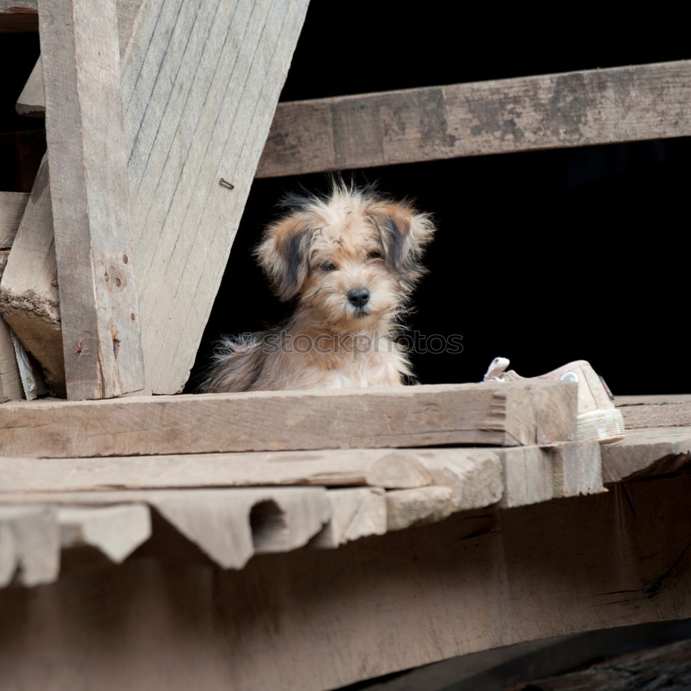 Similar – Image, Stock Photo puppy Pet Dog Puppy 1