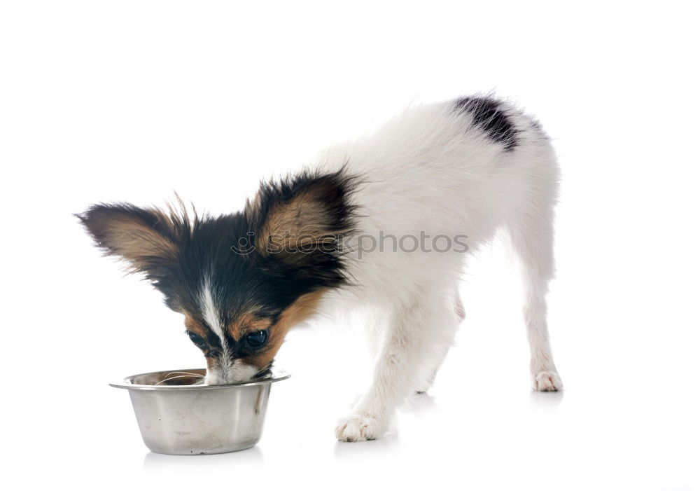 Similar – cute small jack russell dog at home waiting to eat his food in a bowl. Pets indoors