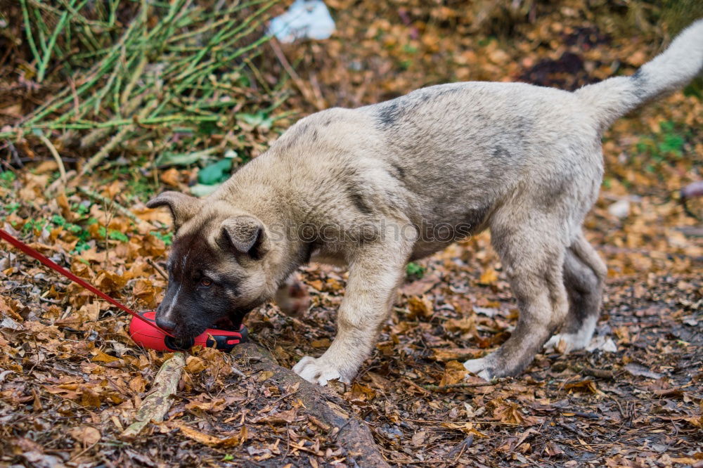 Similar – Foto Bild yin und yang Tier Haustier