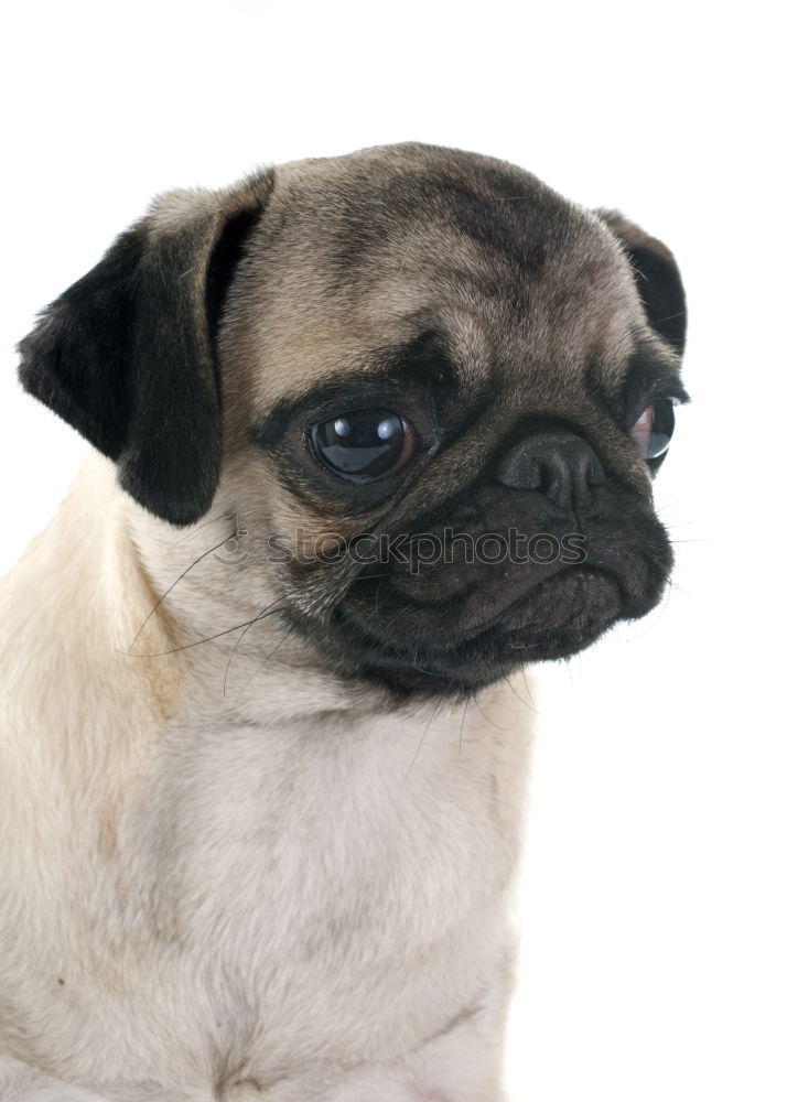 Cute and sad Pug Dog sitting