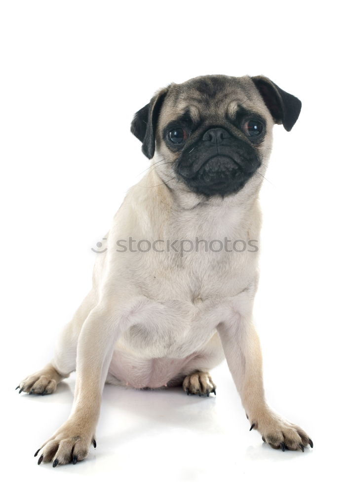 Similar – A brazen pug, mostly wants drops.