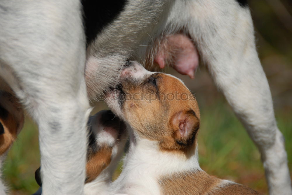 Similar – Siberian husky and French bulldog puppy playing in garden