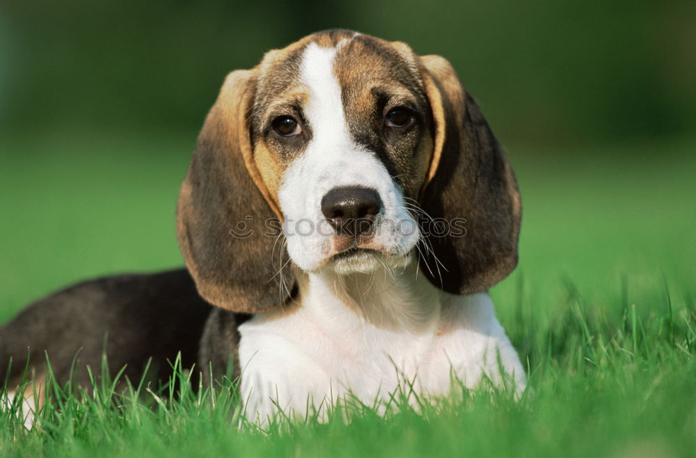 Similar – Image, Stock Photo Beautiful beagle puppy on the green grass