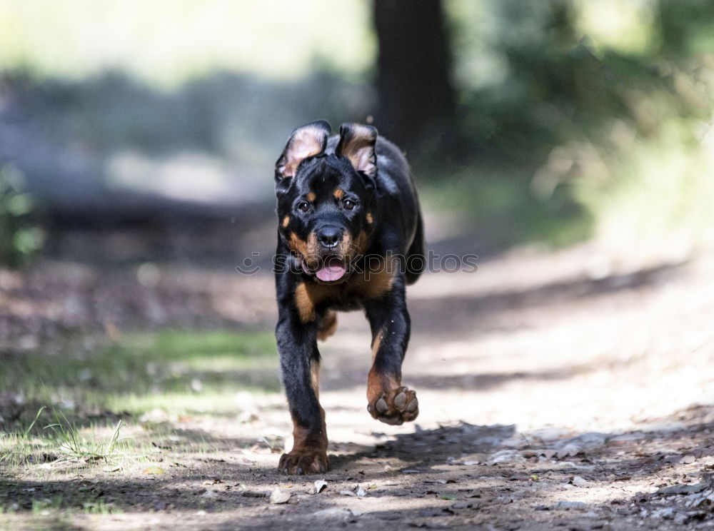 Similar – Dog standing on a stack of wood in the forest