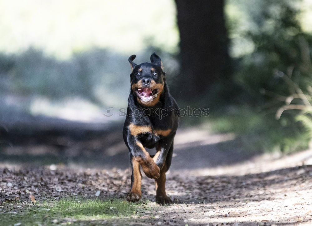 Similar – doggy Hund Labrador