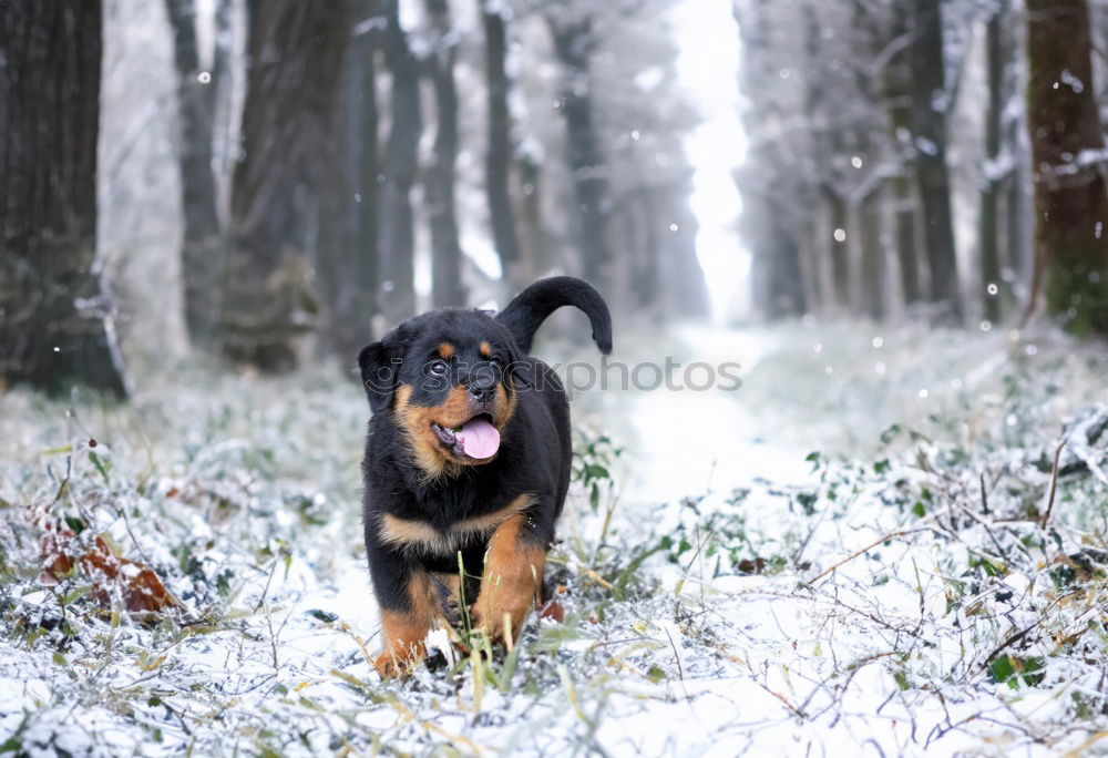 Similar – cute brown labrador dog on frosted meadow in winter