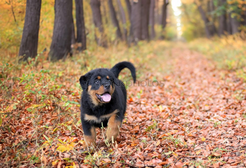 Similar – Image, Stock Photo Deer? Hound Dog Animal