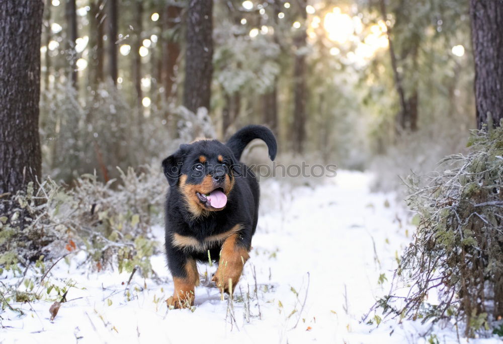 Similar – cute brown labrador dog on frosted meadow in winter