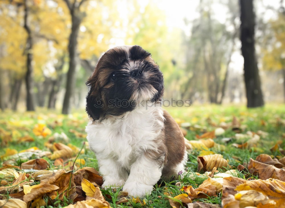 Similar – Foto Bild Kleiner Herbststurm Freude